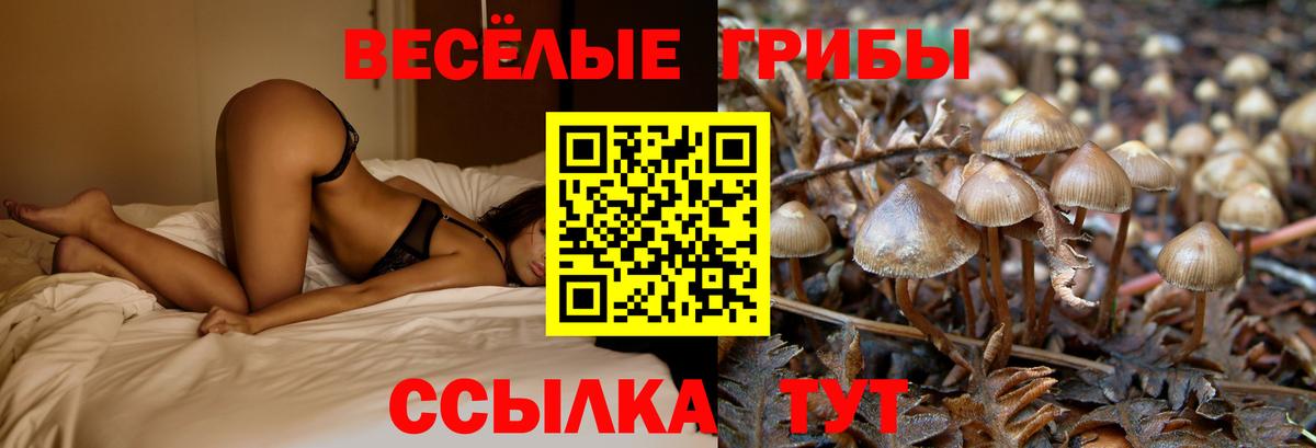 Галлюциногенные грибы Psilocybine cubensis Анапа